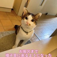 お風呂のドアのそばでお座りをしているカメラ目線の猫