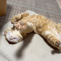 伸びる猫