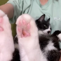 肉球