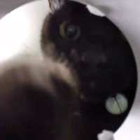 前足で筒を倒す猫