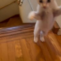 前足を上げて立ち上がる子猫