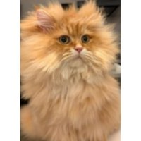 寝癖が付いた猫