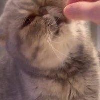 首を傾けながらおやつを食べる猫