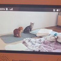 ベビーモニターに映る猫
