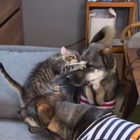 赤い服の犬にパンチする猫