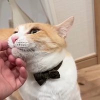 なでなで(ロビン)