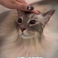 湯船の中に入って毛が膨らんでいる猫