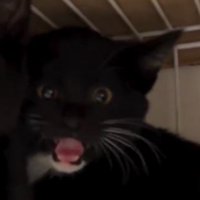 投稿者を見て鳴き声をあげる白黒の子猫