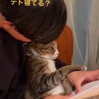 眠っている猫の顔をのぞき込む男の子