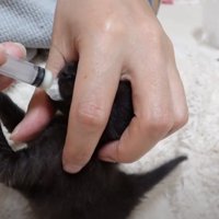 注射器を口に入れる黒猫