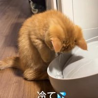 「冷て」と書かれた写真1