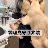 背中に乗る猫