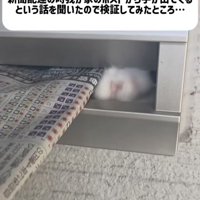 郵便受けから出てくるミックス猫の手
