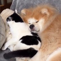 猫に頭を預けて寝ている犬