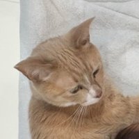 寝ている赤ちゃんと猫