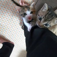 足元にいる2匹の猫キジ白猫は口を開けている