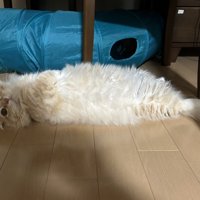 えび天みたいな猫