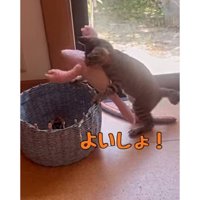 箱に入る猫