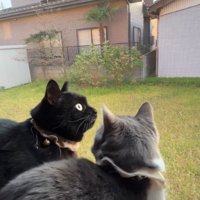 振り返る猫