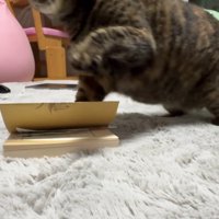 襲いかかろうとしている猫