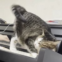 甘える猫