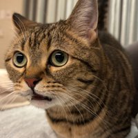 口を半開きにした猫のアップ