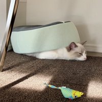 うつ伏せになって、背中にペット用ベッドを乗せている猫