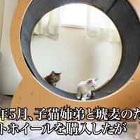 テロップ「2026年5月～」