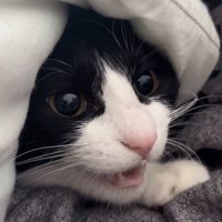 小さく声をあげる猫