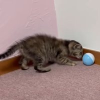 遊ぶ子猫