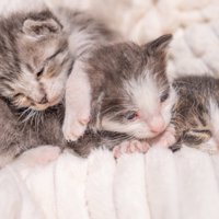 保護された3匹の子猫