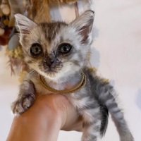 てのひらにのった子猫