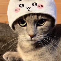 帽子でおしゃれしたサバトラ猫