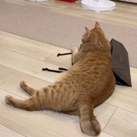 乗っかって