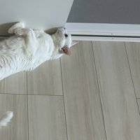 伸びる白猫