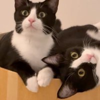 くっついて座っている2匹のハチワレ猫