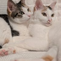 寄り添う2匹の猫