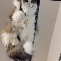 懸垂のバーの間から顔を出している猫
