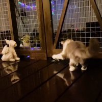 前足をあげる猫