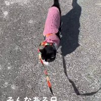 リードを付けて散歩する猫