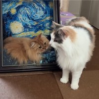 立ち止まる猫と見つめる猫