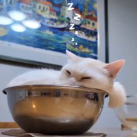 ボウルの中で目を閉じている猫