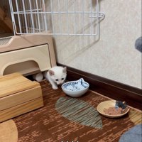 隠れる子猫