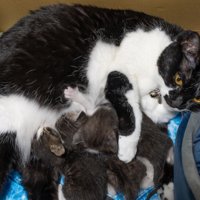3匹の子猫を育てる先住猫