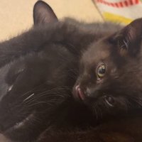 舌を少し出しているちこちゃん