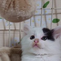 おもちゃを見ている子猫のアップ