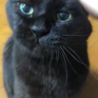 なでられている黒猫