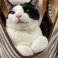 ハンモックで前足を畳んで乗る猫