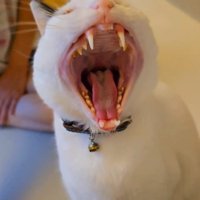 アクビをする猫