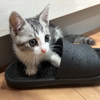 サバオくん